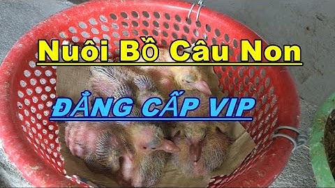 Nuôi Chim Bồ Câu Non - Cách Cho Bồ Câu Non Ăn Khi Mới Tách Mẹ ( chim chưa biết mổ)