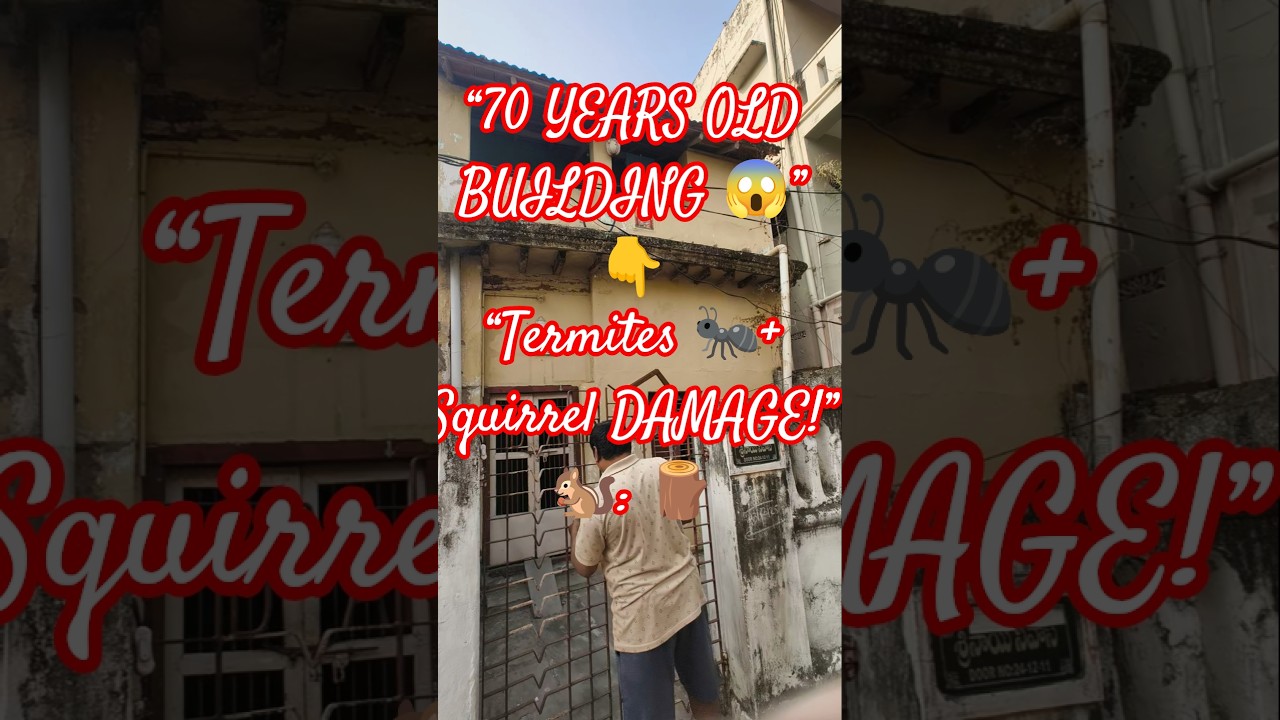 👉 70 Years Old Building Site Visit | Wood Termite Damage & Squirrel Destruction Explained 🪵🐿️