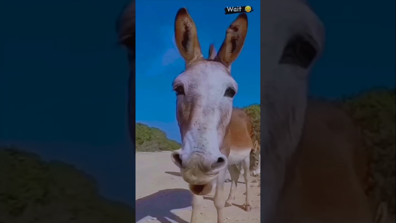 wait wait 😂😂 || Fun Tangle || 