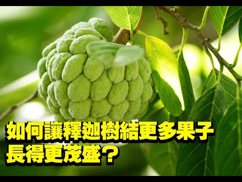 如何讓釋迦樹結更多果子，長得更茂盛？ - YouTube