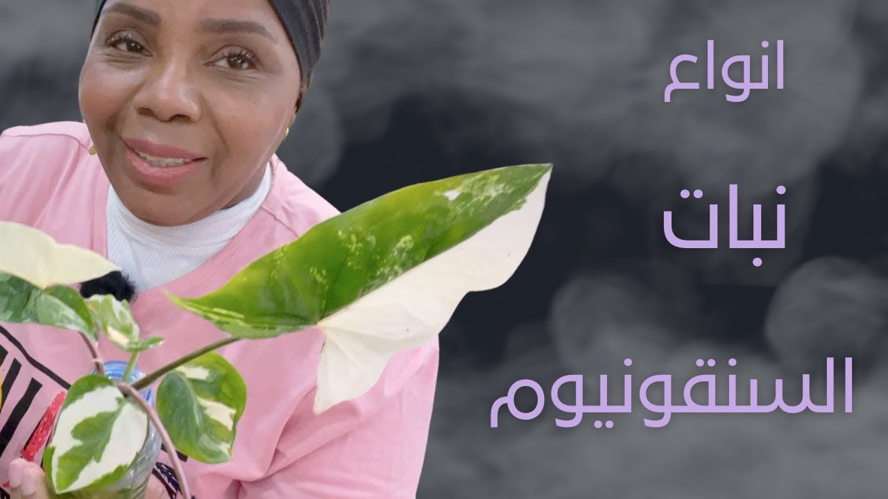 كيف العناية والاهتمام نبات السنقونيوم والتجذير ؟