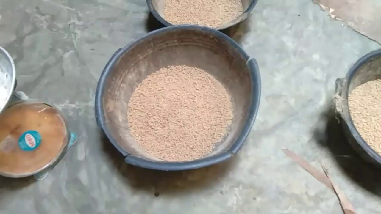 Cara beternak bebek/itik gurun 