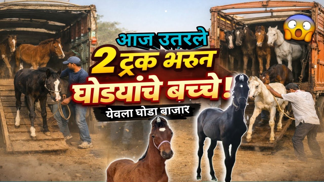 मोठी एन्ट्री! 🐎 बच्चेच बच्चे Yeola Horse Market मध्ये धुमाकूळ 