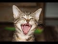Videos de Risa de Gatos 2018 - Videos Graciosos de Gatos