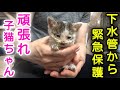 【二日目】下水管から保護した子猫ちゃん！元気はあるけど食欲不振に下痢....