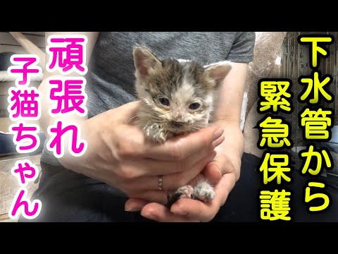[Day 2] The kitten I rescued from the sewer pipe! She has energy, but she's not eating and has di...