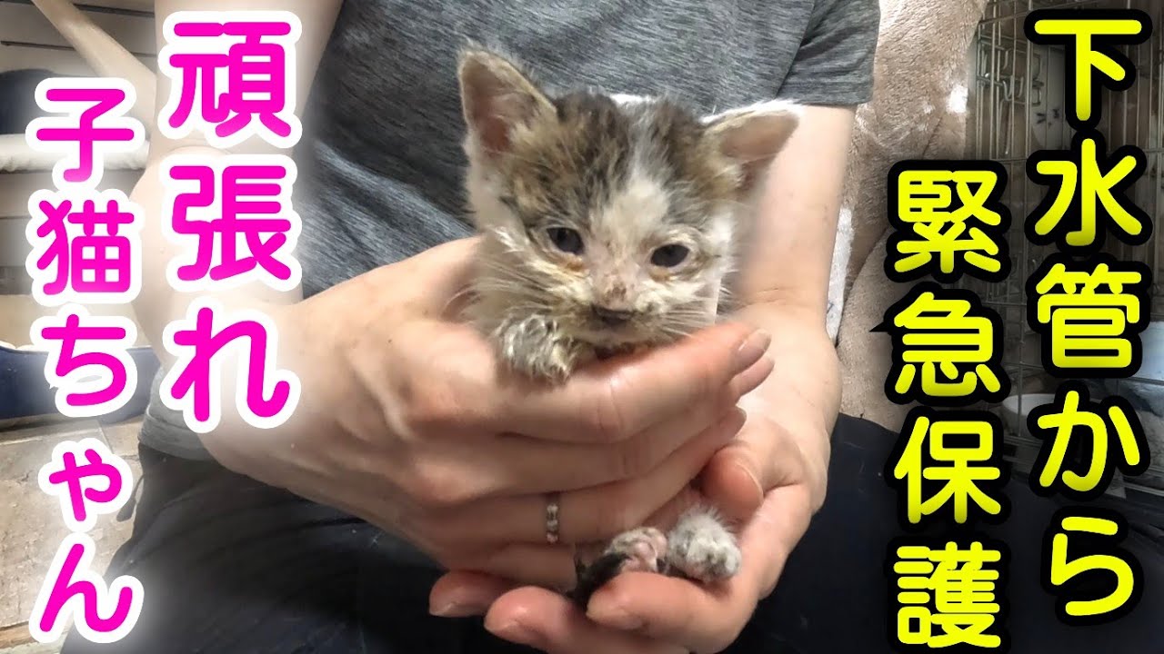 【二日目】下水管から保護した子猫ちゃん！元気はあるけど食欲不振に下痢....
