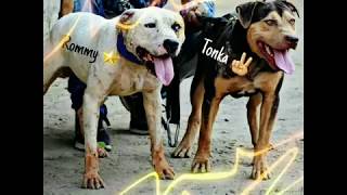 Best Tonka Apbt Video