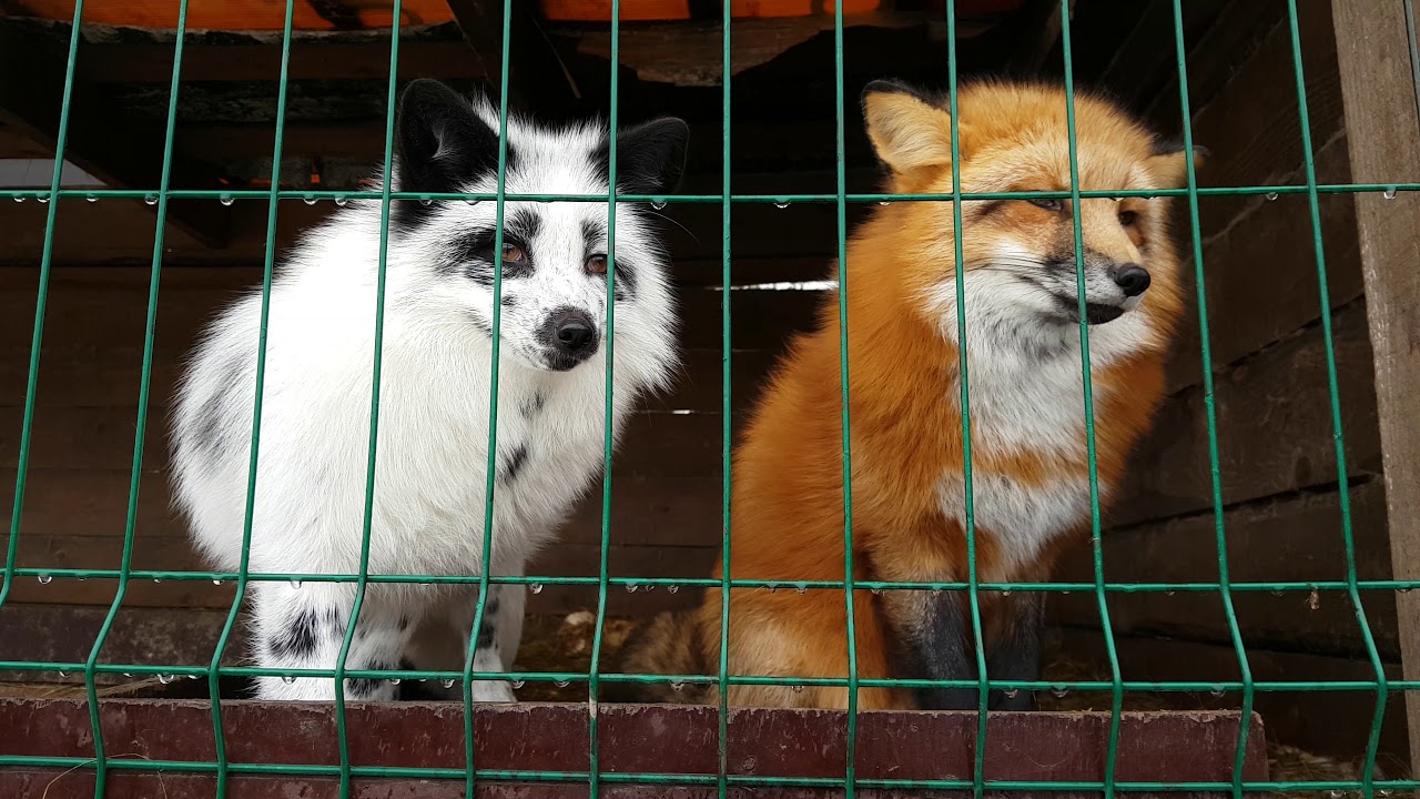 Male of common red Fox and female silver-black fox