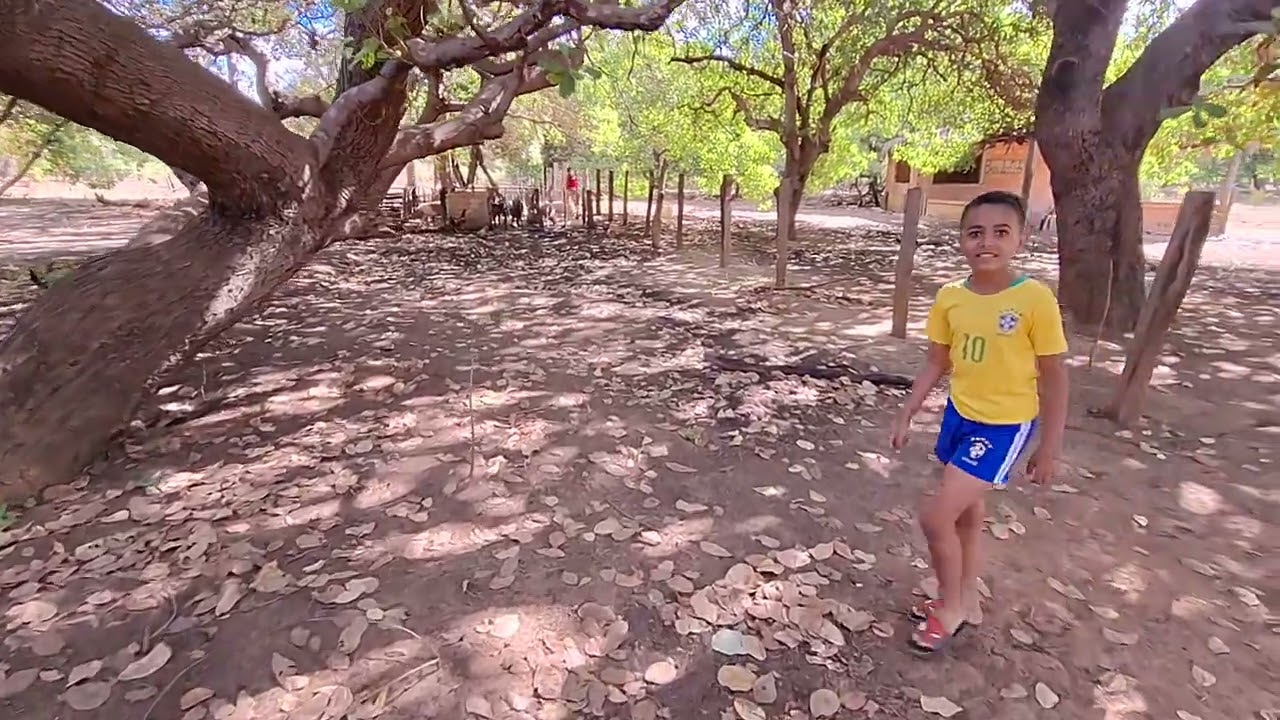 Dando água aos porcos