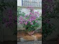 Purple Purple Bloom