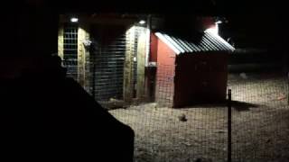 Chicken Coop Automation - Mobile App screenshot 1