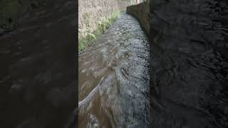 💦 Serenity Flowing Through the Wild 🌲🦋 #jimcorbett #travelvlog #viral #nature #shorts #amazing