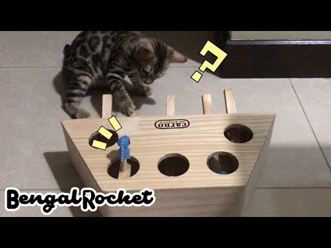 【ベンガル猫】猫のおもちゃで遊んでみた (Play with cat toys) Bengal Cat【Bengal Rocket#23】