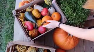 Fowler Pumpkin Patch