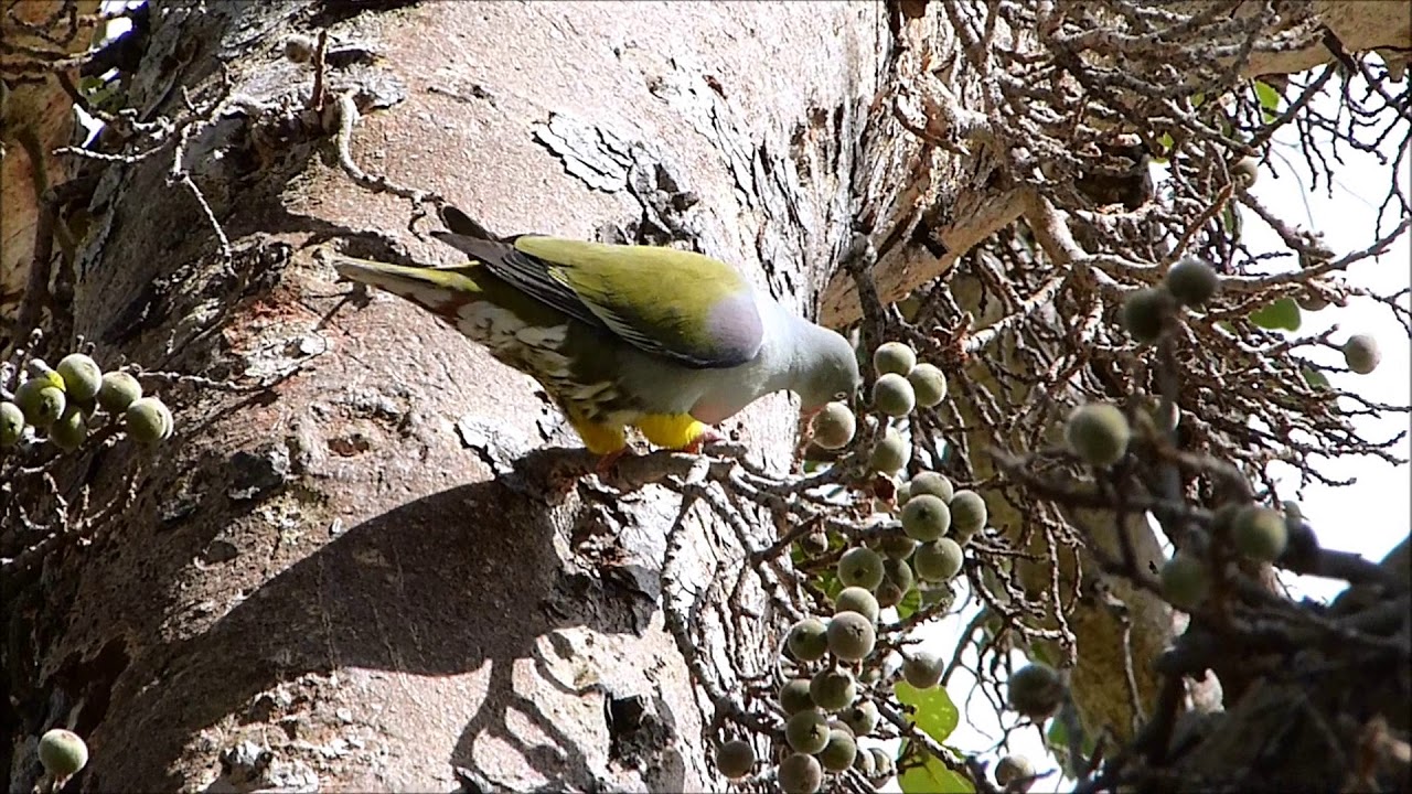 2016 12 09 08 45 P1570056 African Green Pigeon 