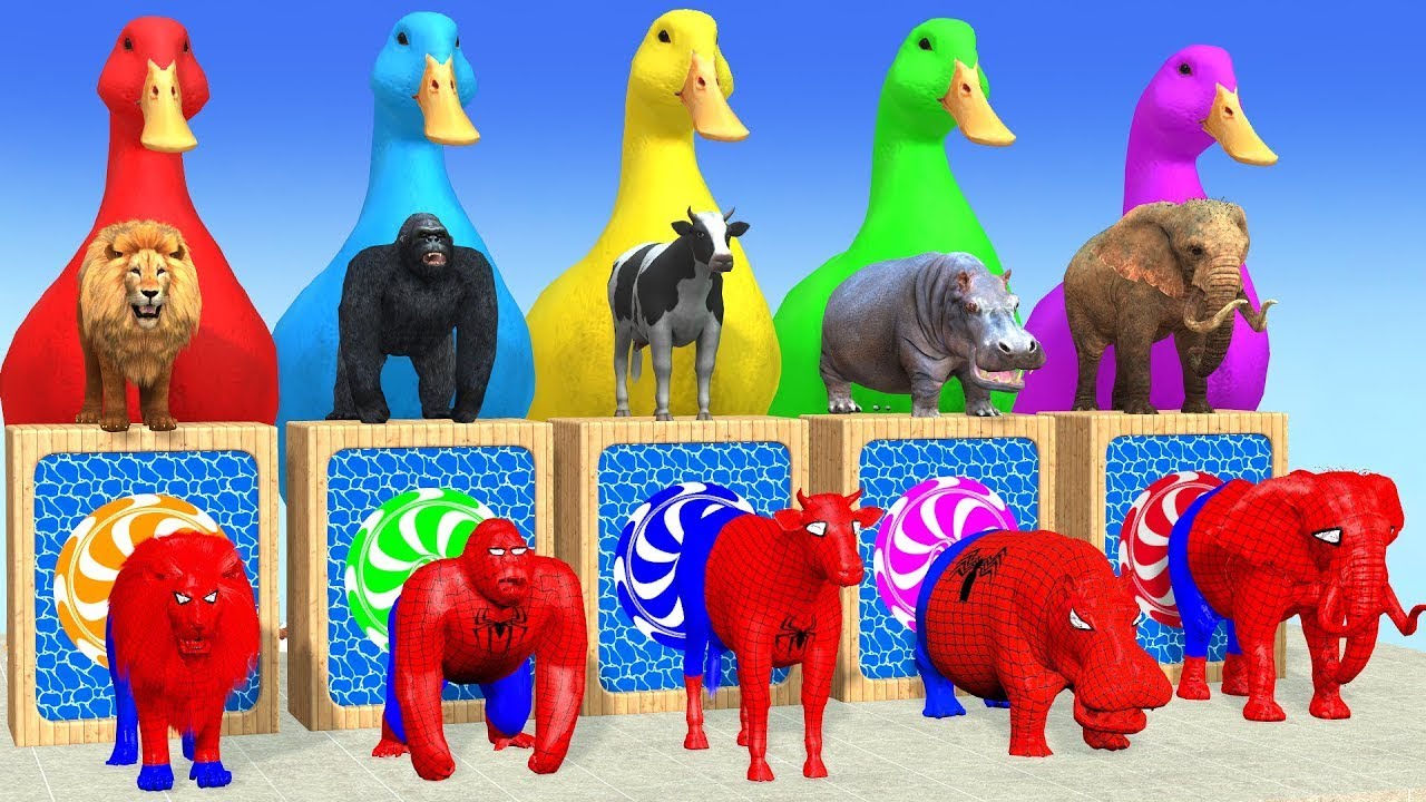 Learn Wild Animal Names and Animal Videos - Lizard Animals