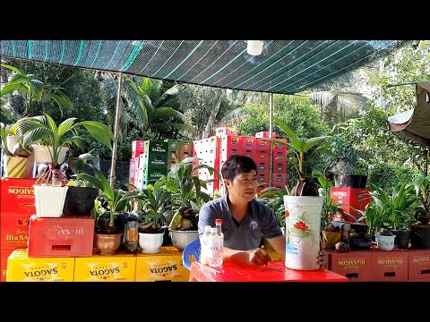 Video Chia sẽ cách trồng dừa bonsai từ A tới Z / Coconut... - youtube