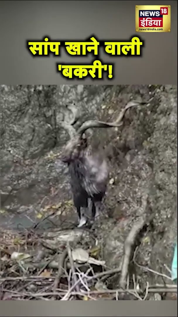 Jammu Kashmir के Baramulla जिले इलाके में देखा गया जंगली बकरी 'मार्खोर' | #shorts | N18S