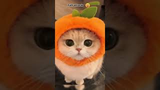 Kitten Tries to Catch the Camera 🎥🐾 #catlovers #cat #kitten #cutecats