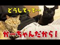 【どうして？】女好きな我が家のオス猫たち！