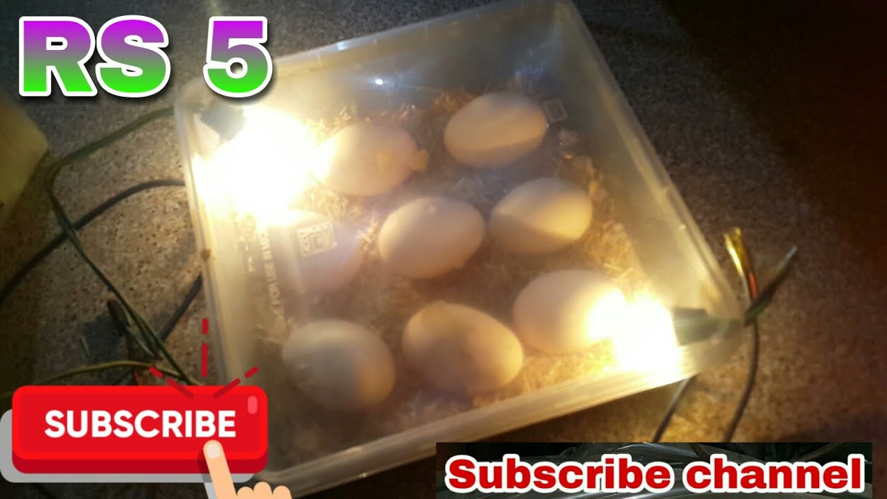 Home made egg incubator/how to make eggs incubator at home/simple egg incubator/851The Animal