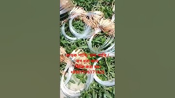 waterhen dahuk bird trap.ruak ruak bird trap handing.kalim bird trap handing.#dahukpakhi