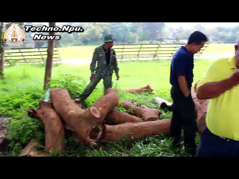 สกุ๊ปข่าว"บันทึกร่วมกัน การจัดการไม้พยุงหักล้ม"