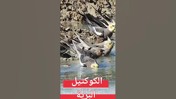 كناري طيور اكسبلور كوكتيل اليف الكوكتيل في البرية 