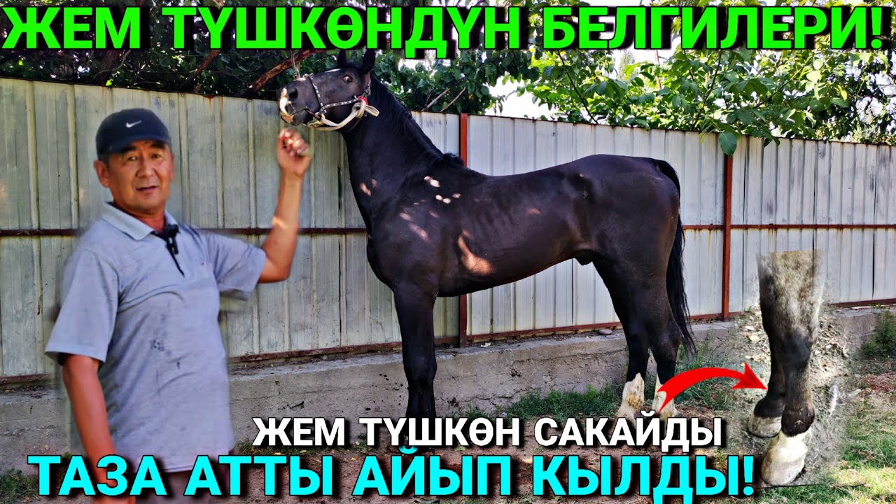 ЖЕМ ТҮШКӨН АТ САКАЙДЫ 🤯🤯 #байтв