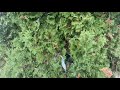 Popping a balloon by throwing it in a bush in slo mo :SHORT: