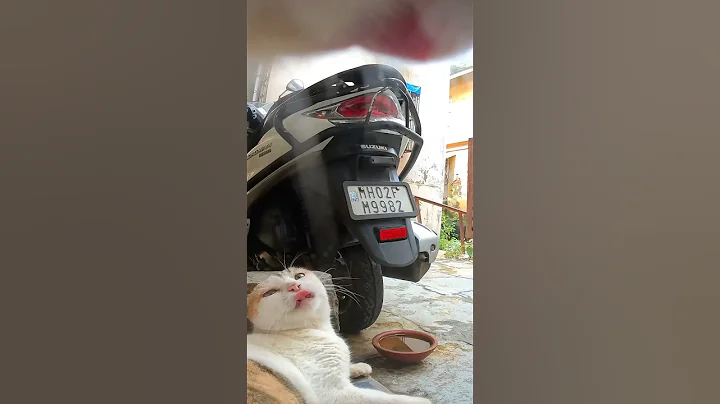 Cat Bullies every neighbourhood cat POV #pov #petpov #pointofview