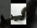 Белка нашла что-то в снегу\A squirrel found something in the snow