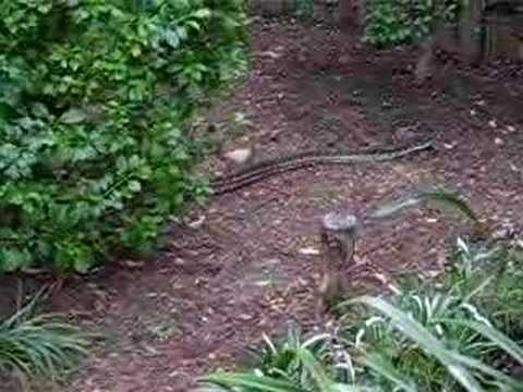 carpet python