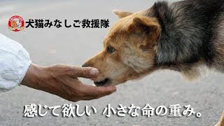 犬猫みなしご救援隊　福島原発事故の犠牲となった動物たち