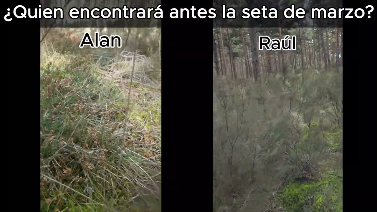 Seta de marzo ¿Quién la encontrará antes?