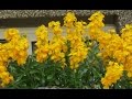 How To Grow Wallflowers as Perennials