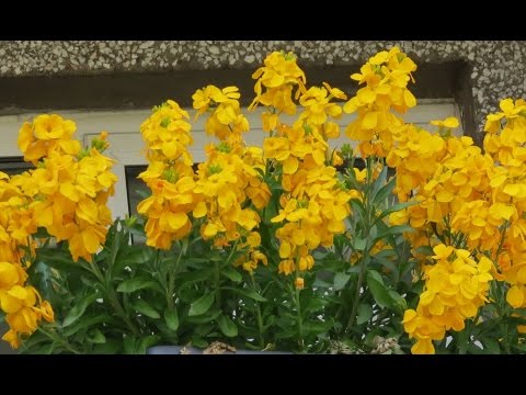 ვიდეო: კედლის ყვავილები: რჩევები ბაღში კედლის ყვავილების გასაზრდელად