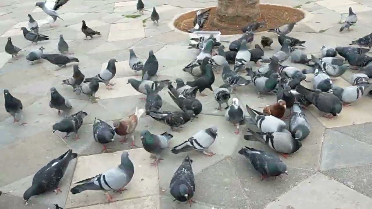 الحمام الخلوي أشكال وألوان في الساحة توليعة خفيفة مع الأحباب