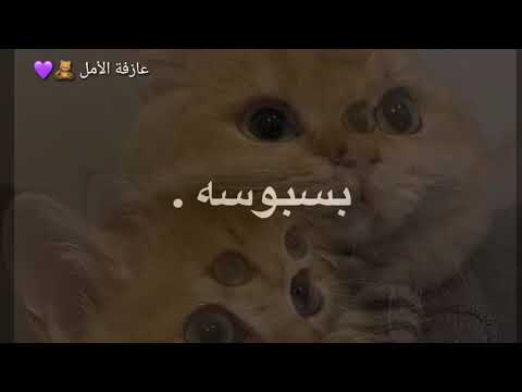 بسبوس عاشق بسة ودلعها بسبوسه يلحقها من بيت ل بيت ويقلا اعطيني بوسه