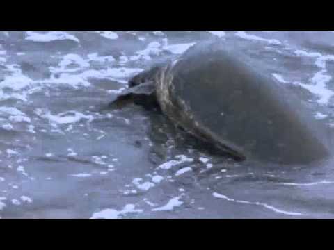 Mating Turtles - Maui 2012