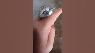 tips ampuh cara membedakan burung opior paruh tebal jantan dan betina