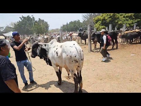 Video en vivo Viernes de plaza san Antonino Castillo Oaxaca México