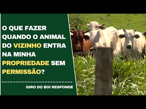 Vídeo: Como cercar vizinhos no país com plantas?