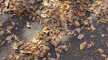Two Minutes with Trees in Fort Tryon Park - AMERICAN ELM