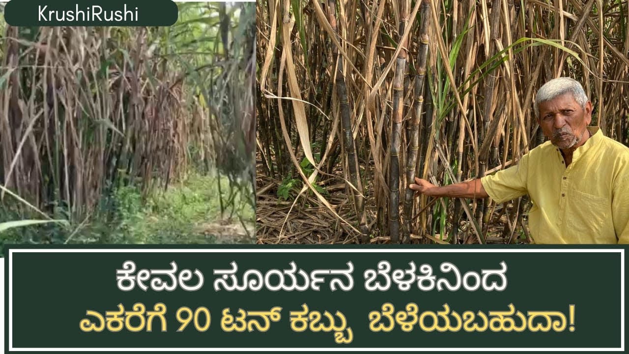 90 ton Sugarcane per acre|ಕೇವಲ ಸೂರ್ಯನ ಬೆಳಕಿನಿಂದ ಎಕರೆಗೆ 90 ಟನ್ ಕಬ್ಬು  ಬೆಳೆಯಬಹುದಾ!