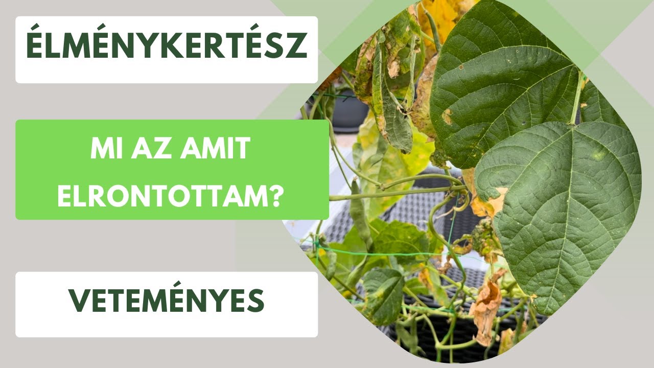 Mit rontottam el? Oda a bab, de nem adom fel, itt a segítség a katicák!🫘🍅🥦