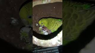 # #music #breeding progress #budgies