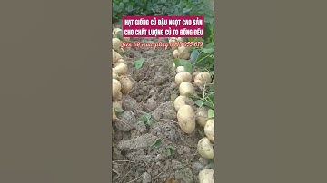 Hạt giống củ đậu, củ sắn ngọt cao sản #hạtgiống #củđậu #củsắn #hoa #củđậu