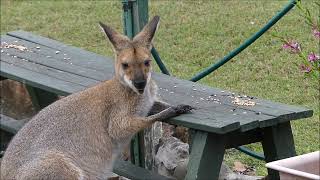 Wallaby stealing feed of wild parrots by Minda2022 427 views 10 months ago 3 minutes, 8 seconds